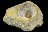 Edrioasteroid On Brachiopod Shell- Ontario #110537-1